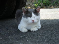 松島～猫の島