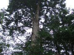 樹齢３００年．石黒家の樅の木