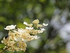 箱根ビジターセンター週辺のバリアフリー遊歩道を散策し、お花や野鳥、昆虫を観察しました　２０１０年７月