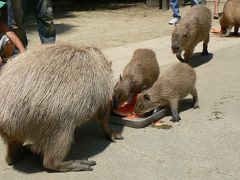 長崎バイオパーク　カピバラも頑張る暑い夏の一日