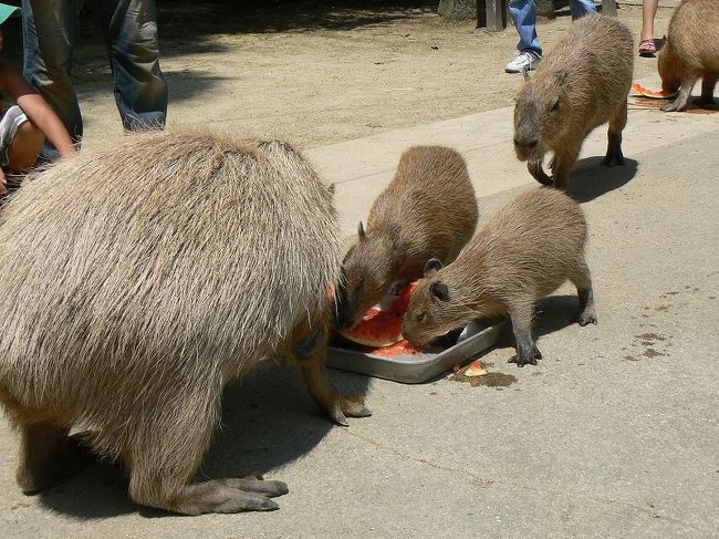 長崎バイオパークでは季節ごとにエサやりなど各種イベントが企画されています。7月17日から8月まで「カピバラのスイカタイム」が毎日開催されていて、普段のカピバラとは違う一面が垣間見られるという噂に釣られて、今年早くも3回目の長崎バイオパークです。(^^ゞ<br />