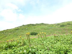 伊吹山の花畑を歩く