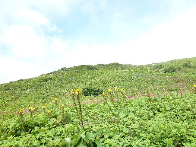 百名山は関西に２つしかない。正確には１つだ。伊吹は、実は岐阜県なのだが、感覚としては滋賀県に近い。<br />伊吹山は、阿蘇や乗鞍や八甲田ほど、スケールが大きいわけではない。だが車なら、山頂近くまで行ける。ということは、高齢になっても、足腰が弱っても、山歩きを楽しみたい者には、いつも行けるメリットがあるということだ。<br />私たち夫婦もそれに近づいてきたか。<br />今回は、伊吹から湖北への旅だ。お盆前の渋滞も含めて、家から伊吹ドライブウエー終点まで3時間足らず。SAでの休憩1回。ほどよいコースだ。<br />さっそく山頂めざして歩きはじめる。すぐにお花畑だ。名前はほとんど分からない。ピンクあり、黄色あり、紫あり、白ありと、色とりどりの花をめでる。たまにデジカメで写真を撮る。<br />散策およそ2時間半。いつも隣りに妻がいる。このために月に1回は旅に出るようなものだ。<br />40年以上連れ添ってきた妻だ。これからもともに生きていく妻だ。<br />伊吹を歩きながら、自らのうちで再確認する。<br />あと湖北へまわる。今夜の宿は、尾上温泉・紅鮎。長浜よりまだ北。知っている人も少ないのではないか。<br />でも全室露天風呂付きの、和風かつ近代的な宿。部屋・温泉・食事・もてなしなどすべて良し。<br />あくる日は、あいにく台風もようの雨で、蓮の池と、最近できた滋賀竜王アウトレットモールに寄っただけで、早く帰途に着いた。<br />(付記：このアウトレットモールは、店は多いけど、遠いから、これからの経営が大変だと思う。）