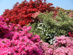 春の花めぐりバスツアー①　館林のツツジ～龍真寺の牡丹