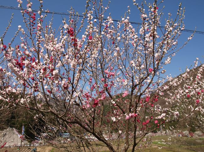 ４月２９日バスの日帰りツアーで花桃と水芭蕉を見に行く。イチゴ狩り、食べ放題付き。