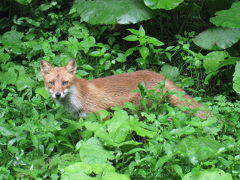 ☆北海道　ちょっぴりロングステイ　☆　帯広、北見、糠平、然別　パート１