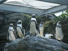 サンシャイン国際水族館ありがとうフェスタ＆こびとづかん♪♪