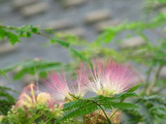薄雲りの真夏日に智光山公園へ───花の少ない夏ですけど、それが？（1）行くまでに撮った花ですけど、なにか？