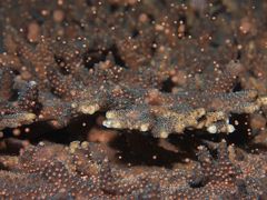 “珊瑚の産卵”、神秘的な幻想の世界へ！　