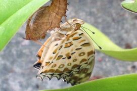 2010夏、褄黒豹紋の羽化：今年もヒョウモンチョウ(豹紋蝶)が飛び立っていきました。