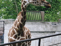 真夏の旭山動物園へ　１０年８月