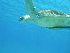 リピート渡嘉敷島♪シュノーケリング三昧2010夏休み