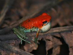 動物の最後の楽園？　コスタリカ