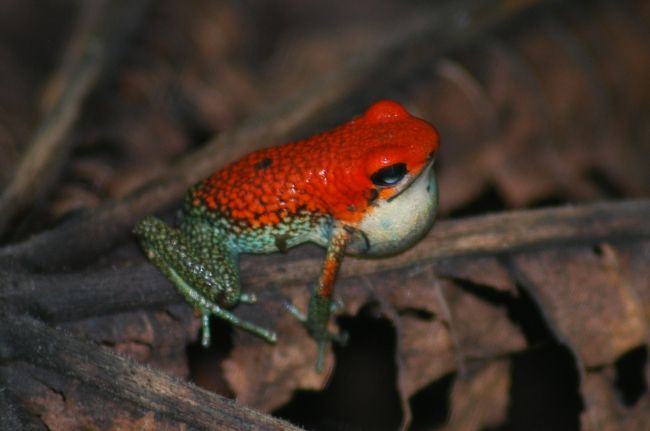 コスタリカの南、パナマ国境近くの、オサ半島にあるコルコバード国立公園とその周辺は、動物の楽園。