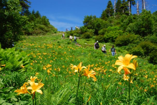 志賀高原や草津周辺にはキスゲの群落が見られるスポットがいくつかあると知って、詳しい情報を集めていたら、あるトラベラーさんの旅行記にゆきあたりました。その旅行記に掲載されていた、東館山高山植物園のキスゲの花畑を見て、ここへはぜったい行きたい！と思いました。<br /><br />というわけで、新湯田中温泉の宿をチェック･アウトしたあと、まずは東館山高山植物園へ向かいました。<br /><br />＊参考にさせていただいた、maki5963さんの東館山高山植物園の旅行記：<br />http://4travel.jp/traveler/mikaeru415/album/10273057/<br /><br /><br />《旅程》<br />□7/17　東京 ⇒（新幹線）⇒ 長野（レンタカー･ピックアップ）⇒ 湯田中渋温泉郷 〔新湯田中泊〕<br />■7/18　東館山高山植物園 ⇒ 横手山展望台 ⇒ 湯釜 ⇒ 草津温泉〔草津泊〕<br />□7/19　野反湖 ⇒ 長野（レンタカー返却）⇒（新幹線）⇒ 東京 