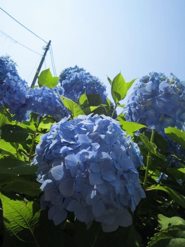 『そろそろ紫陽花の季節だなぁ』なんて思ったら、鎌倉に行きたくなりました。<br />ってことで、ちょっと早めの紫陽花を見に、行って来ました。<br />