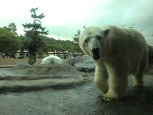今年の夏休みは北海道～♪<br />札幌のホテルを拠点にレンタカーで大移動！<br />真夏の北海道を満喫しました！<br /><br /><br />②日目は「札幌と旭山動物園」です。