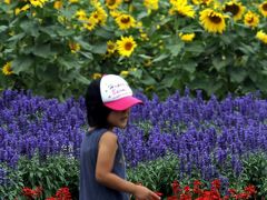 ひとり旅巡行記 ［761］ 感動の花風景♪サルビア＆早咲きのダリアもきれいでした＜世羅高原農場＞広島県世羅町