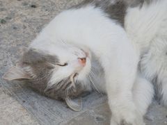 短すぎる！クロアチア１週間の旅　その１（ドブロヴニク）