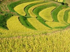 黄金色の大山千枚田ほか（棚田　千葉県　鴨川市）