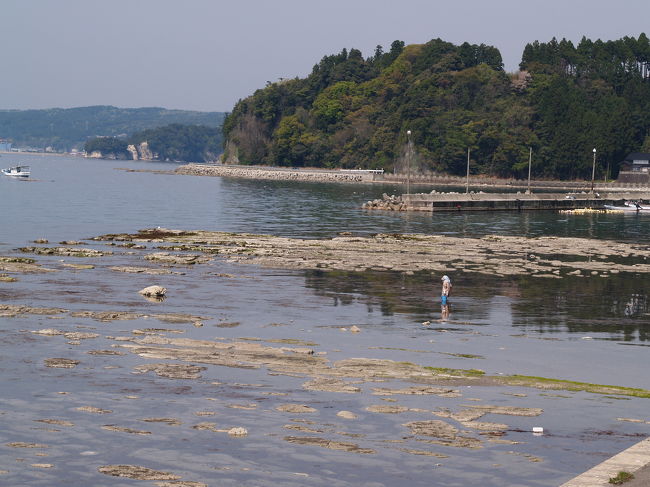 　縄文真脇遺跡近く（約1.3km）の海岸には千畳敷と思われる浅瀬が見えた。この海岸美は万畳石と呼ばれているそうだ。万畳敷でも千畳敷でもないのは海水が残って田補に水を張った感じだからだろう。うまく言い当てている。<br />　縄文真脇遺跡はもうすぐだ。<br />（表紙写真は真脇海岸）