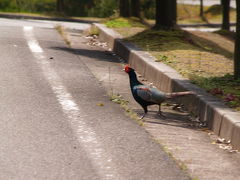 縄文真脇遺跡公園