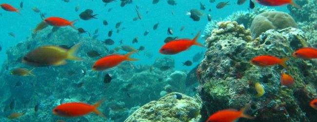 マブール島 旅行 クチコミガイド フォートラベル マレーシア Palau Mabul