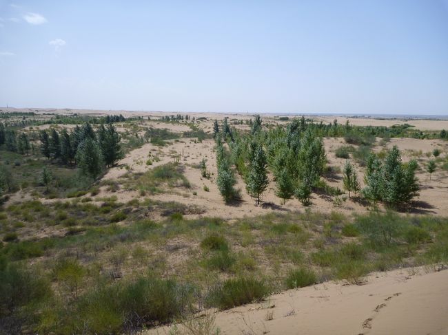内モンゴルの塩や重曹を売りながら内モンゴル・オルドスの<br />砂漠緑化を進める青年海外協力隊ＯＢバンベンの出張記。<br />2010年夏編<br />詳しくはＨＰ（オルドスの風で検索）をご覧ください。<br /><br /><br />１：内モンゴル・オルドス・スージー村での砂漠緑化現状調査<br />２：同スージー村での太陽光ＬＥＤランプ導入状況調査<br />３：砂桃（長丙扁桃）のオルドス導入に関する打ち合わせ