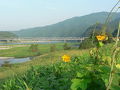 夏の仁淀川百景・･･･・＜高知＞･･････いの町(その１)