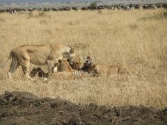 ケニア旅行３　マサイ・マラ国立保護区