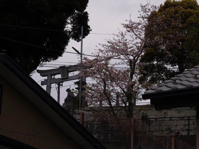 　JR北鎌倉駅の山の上に山ノ内八雲神社が鎮座している。北鎌倉のてんのうさまと呼ばれ、祭神は素盞嗚命である。創建は鎌倉時代とも室町時代とも言われている。<br />　境内には安倍晴明石がある。昔、道路の真中に大きな石が埋まっていた。この石を知らずに踏めば足が丈夫になり、知っていて踏めばびっこになるといわれていた。この石が八雲神社の境内に移された。今では、火難・災難よけの神の石といわれている。<br />  山頂付近の土蔵は神輿庫である。7月の例大祭では山崎神社の神輿と供に山ノ内界隈をねり歩く。<br />  JR北鎌倉駅側からは石段が続くが、本殿横には道路が通っている。毎日が30度を越える残暑厳しい日々が続くが、山頂境内は風が吹き抜けて涼しい。境内の木陰に離れてビニールシートを引いて寝ている2人の初老の男女がいた。蚊もいないが人も来ないということなのだろう。<br />（表紙写真は山ノ内八雲神社山頂の鳥居）