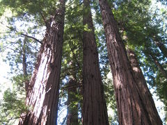 Northern California(5)-Muir Woods National Monument