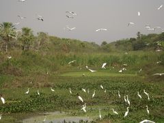 ブラジル自然遺産の旅②パンタナル編