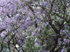 ポルトガル　－　栄光を偲び、今を旅して　－　３　ジャカランダの花咲く季節　リスボン　① 