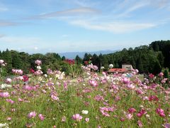 揺れるコスモスに六甲山は秋の気配！