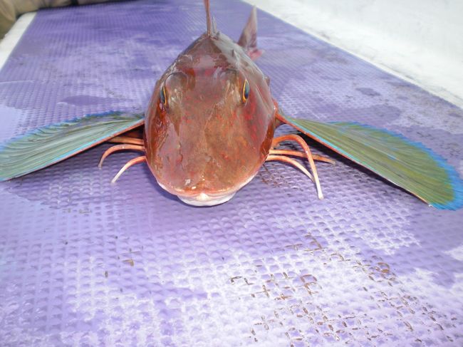 出船時増殖系<br />秋釣物突入<br />一発大物勝負<br />どんな大物が顔を見せるか楽しみです<br />出船すると増殖していきます<br />本当なら毎日増やしたいのだけれども<br />シケでは出船できません<br />台風の季節でもあり<br />秋の大物の季節でもあり<br />食欲の秋でもある<br />