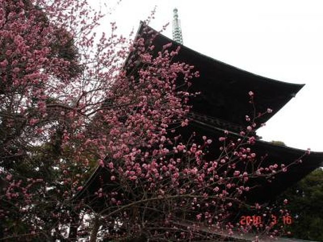筑紫湖＆薬王院で、お花見を兼ねてバードウォッチングを楽しんできました。<br /><br />表紙写真は、紅梅と薬王院三重塔。<br /><br />※ 2016.12.09 位置情報登録<br /><br />