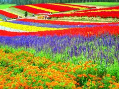 夏がすぎ風あざむ北海道②花模様～美瑛