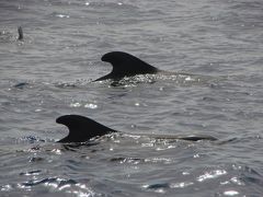 【島へ！】　テネリフェ島　１　コスタ・アデヘでホエールウォッチング！