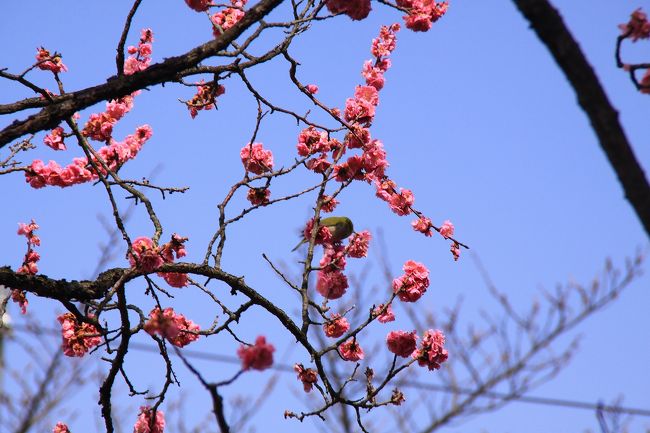 春の訪れが感じられる３月の初旬。少し時間がとれたので、特別公開の「冬の旅」の期間が間もなく終わる京都に出かけることに。<br />この日は、まず特別公開中の清水寺の塔頭・成就院を訪れ、その後私の大好きな産寧坂・二年坂など古き京都の情緒が残る界隈を歩いていき、有名すぎて？これまで訪れたことのなかった浄土宗の総本山・知恩院に行きました。<br />清水の門前では、春を告げる鮮やかなモモの花と遊ぶかわいらしいウグイスではなく…メジロの姿がみられました。<br />※ウグイスと思っていましたが、メジロだそうです。教えていただいた潮来メジロさん、ありがとうございます！