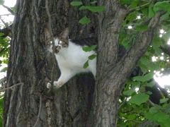 子猫ちゃん、木下り脱出の顛末記