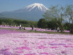 富士急ハイランドリゾートと芝桜！