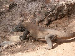 《 コモド島 》 コモドドラゴン