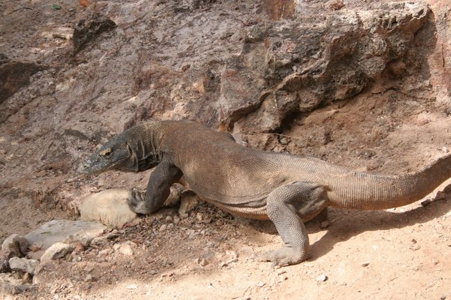 クルーズ最終日にコモド島の隣のリンチャ島に上陸してコモドドラゴンを見に行きました。<br /><br />コモドドラゴンはコモド島とリンチャ島に生息しています。<br />リンチャ島の方がコモド島よりは小さいのでトレッキング中に出会える確立が高くなります。<br /><br />野生のコモドドラゴンをとくかく見たかったのでこの旅のメインです。