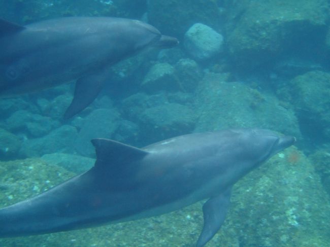 昔から念願だった野生のイルカと泳ぎに御蔵島に行って来ました。<br /><br />海の中でイルカの泳ぐ姿はかなりの感動ものでした!<br />