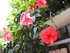 我要去澎湖員工旅遊!!! ya~  社員旅行行ってきます～!!