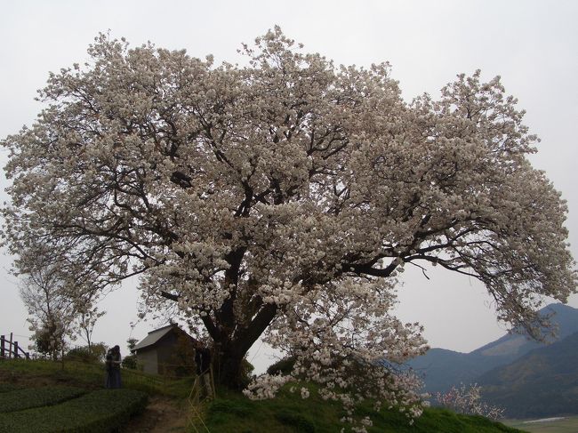 近くでありながら、最近まで知らなくて初めて桜を見に行きました。小高い所の茶畑の中に咲いていました。真下を通る　嬉野・鹿島線の車中からも「吉田１００年桜」眺めることができました。