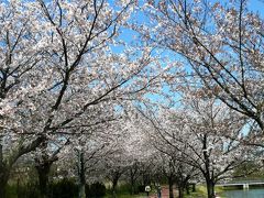 2010 APR サクラ満開　駕与丁公園（粕屋町）  