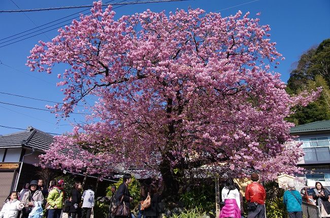 友人の伊豆のマンションに行った際、ちょうど時期もよいので、車で河津桜鑑賞に行きました。地元の桜情報では７分咲きの時期でした。<br />表紙の写真は河津桜原木で、満開宣言が出され、花盛りです。<br />順次、河津桜をご覧下さい。<br />なお、『歴史と中国』「河津町・河津桜」（2010年２月22日付）http://km45.spaces.live.com/blog/cns!67AC4E09F9CD86BB!3156.entryに、記事を載せていますので、参考にしてください。<br /><br />使用機材は、ペンタックスK-7（DA17-70）です。
