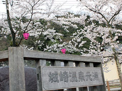 桜の城崎にて